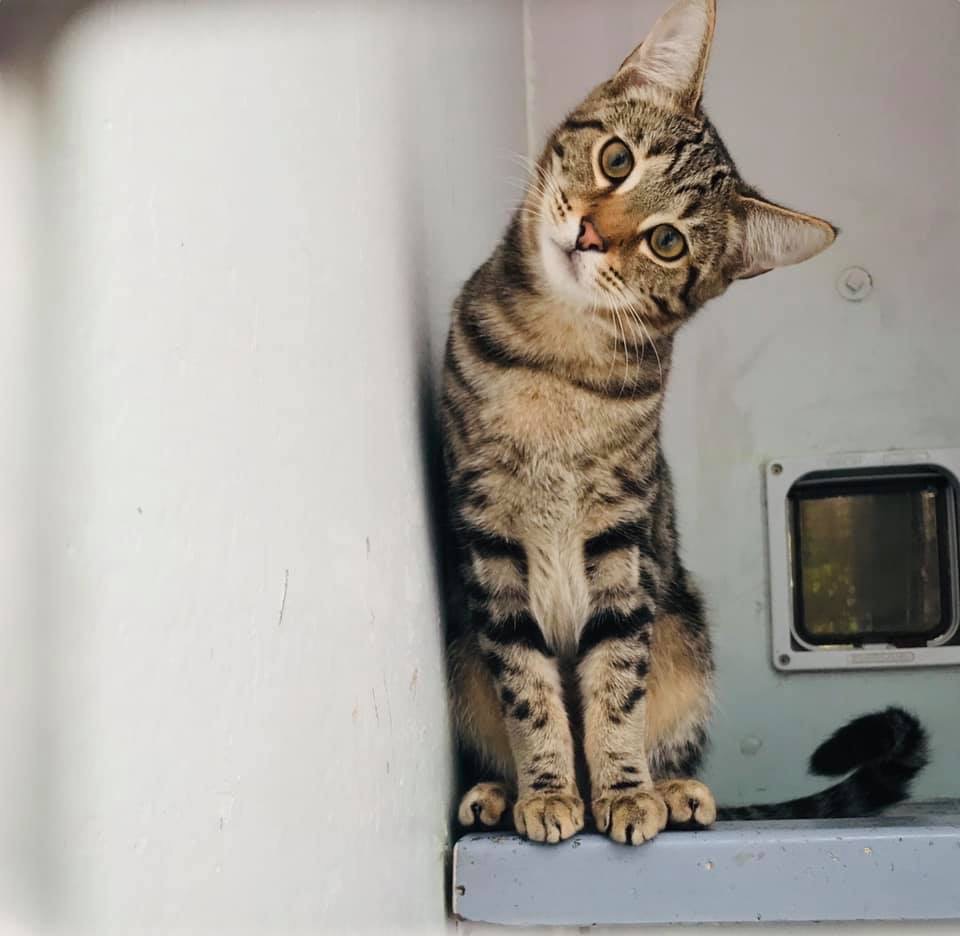 IMG_0365 Greendale Farm Cattery