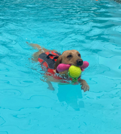 Greendale Farm Hydrotherapy Pool