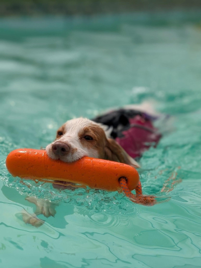 Greendale Farm Hydrotherapy Pool
