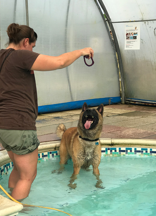 Greendale Farm Hydrotherapy Pool for Dogs