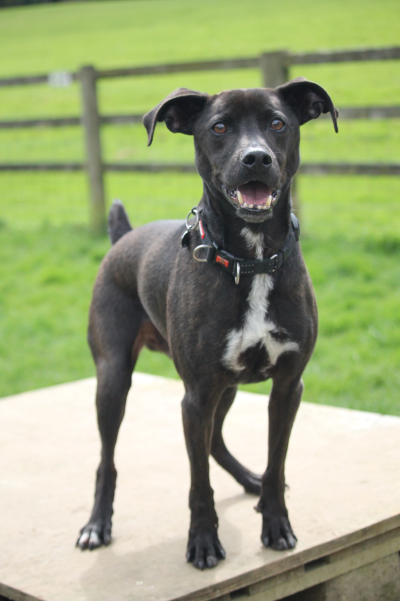 Greendale Farm Kennels